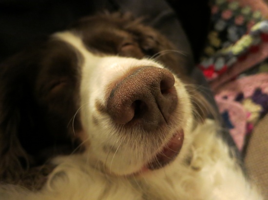 Lily asleeping