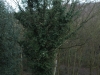 Tree surgeon