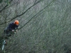 Tree surgeon