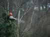 Tree surgeon