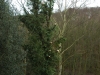 Tree surgeon