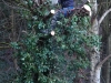 Tree surgeon