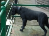 Tree surgeon's dog