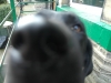 Tree surgeon's dog
