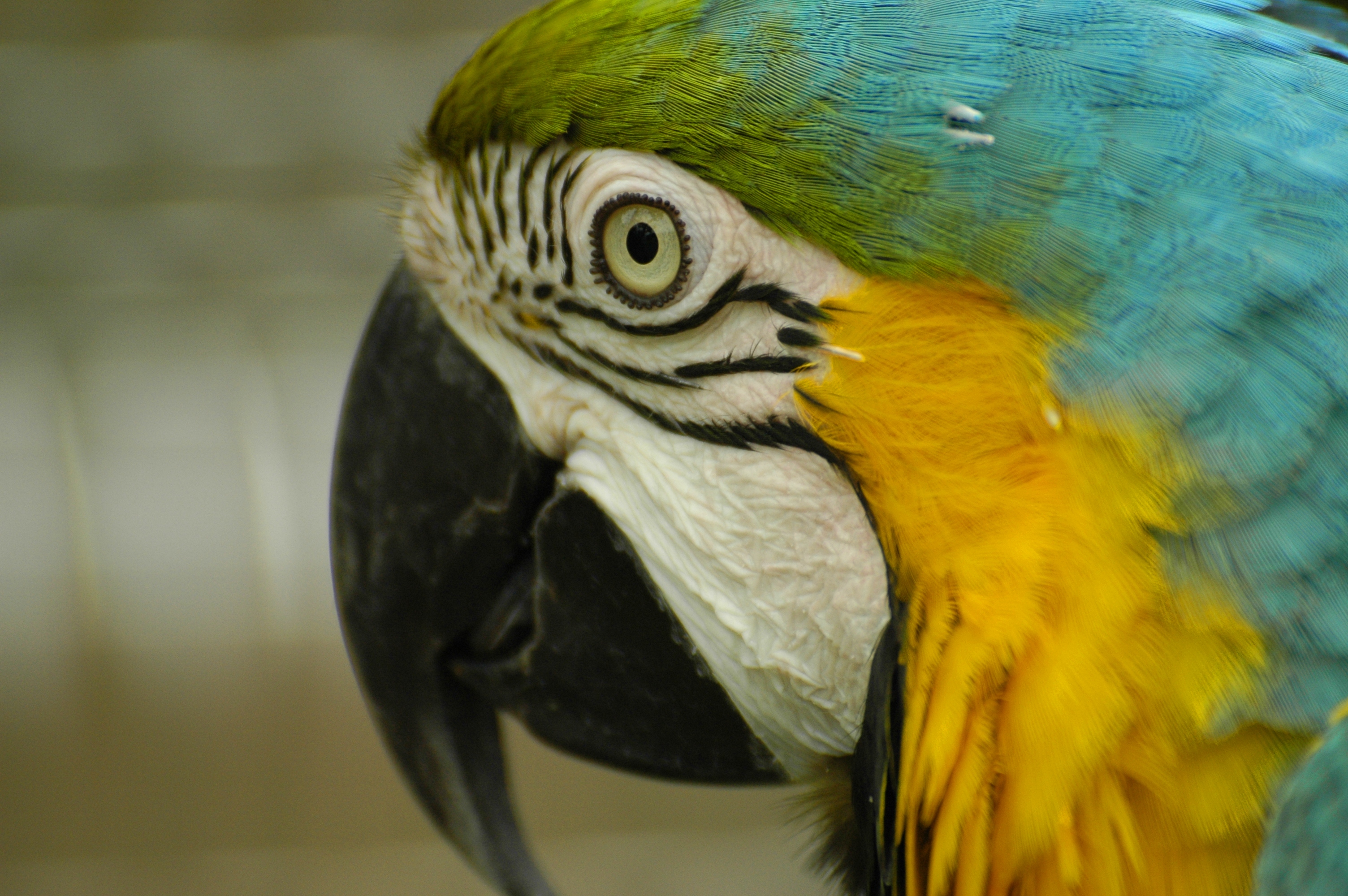 photo of a macaw