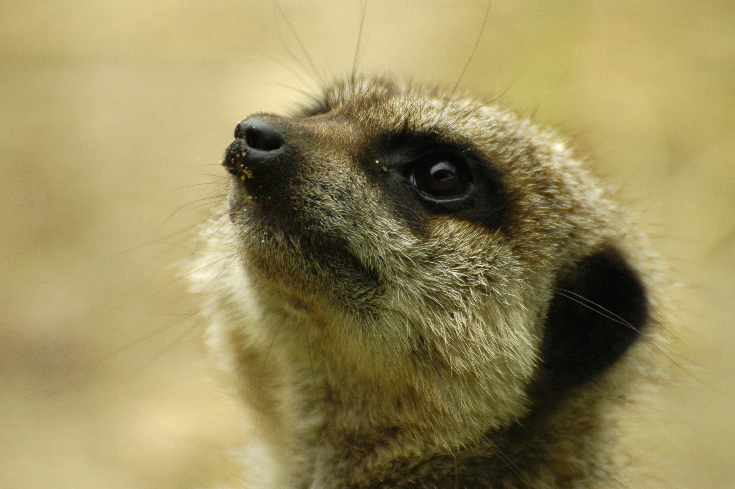 photo of a meerkat