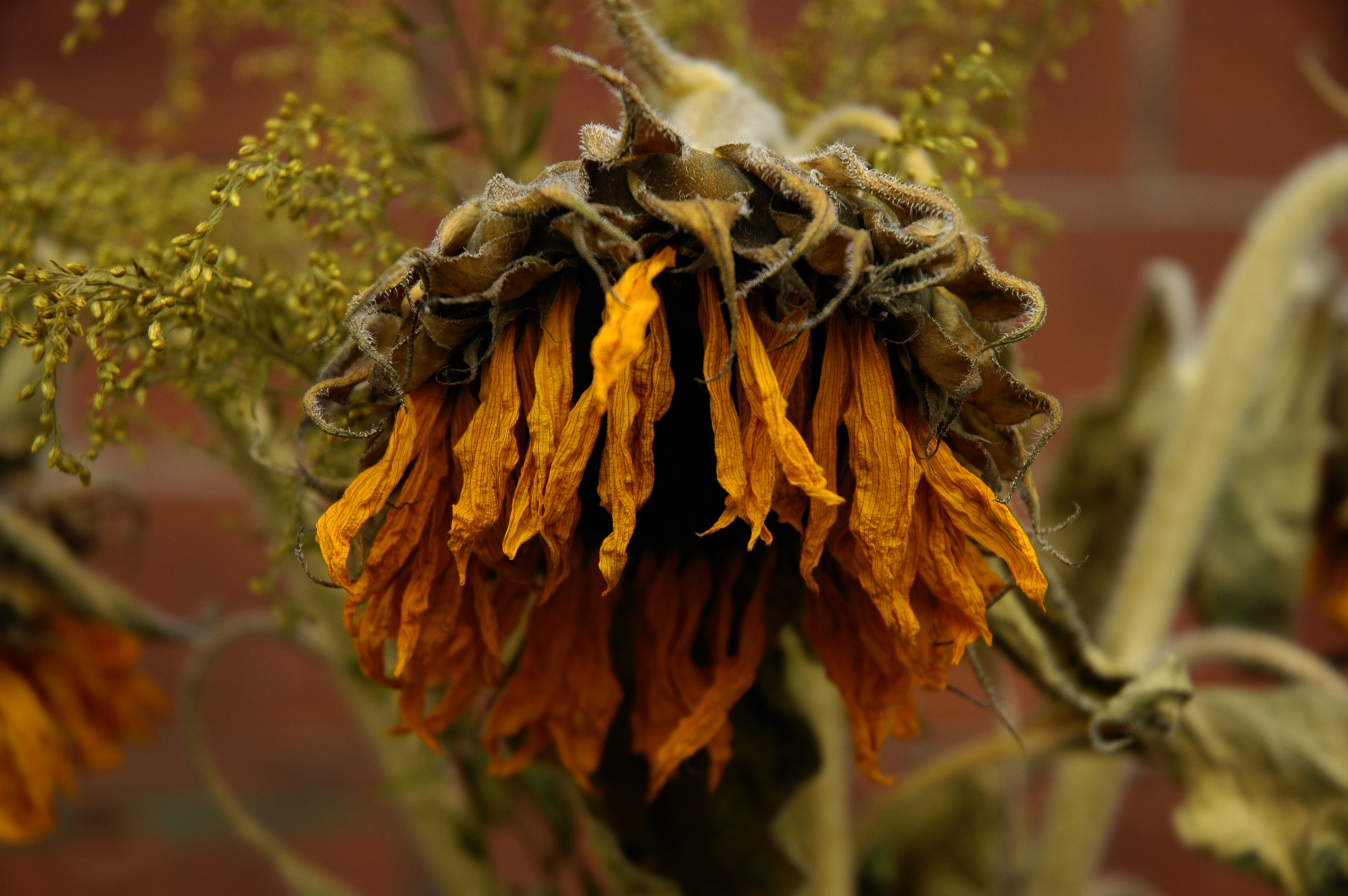 photo of a dead sunflower