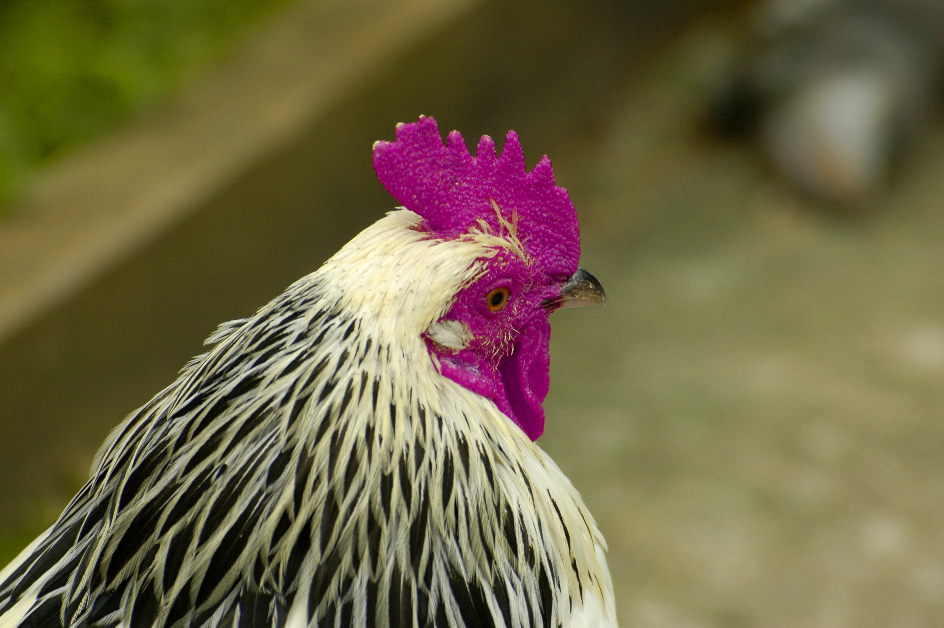 photo of a chicken