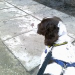 Lily's first walk