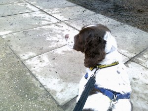 Lily's first walk