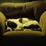 Lily