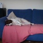 Lily on her sofa
