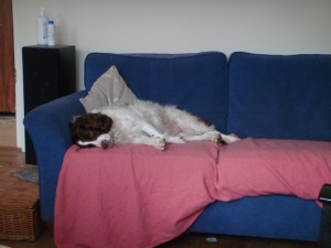 Lily on her sofa