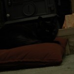 Boron in front of the stove