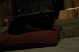 Boron in front of the stove