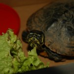 My turtle, meat pocket