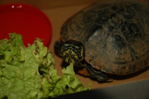 My turtle, meat pocket