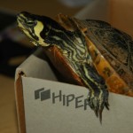 My turtle, meat pocket