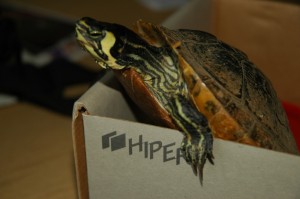 My turtle, meat pocket