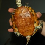 My turtle, meat pocket