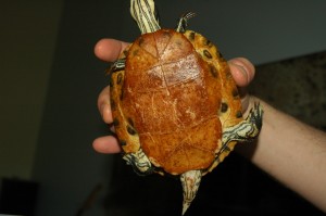 My turtle, meat pocket
