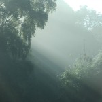 Garden mist
