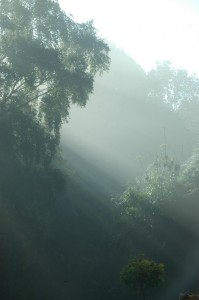 Garden mist
