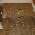 Cat murders 2005