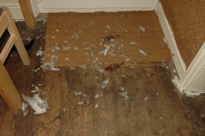Cat murders 2005