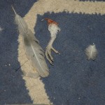 Cat murders 2005