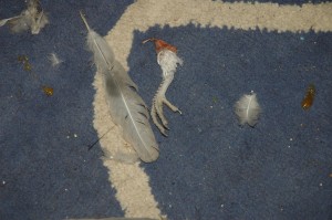 Cat murders 2005