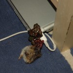 Cat murders 2005