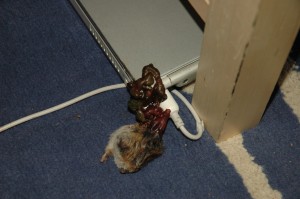 Cat murders 2005