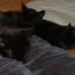 Sleeping cats