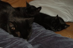 Sleeping cats
