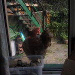 Chicken at my office window