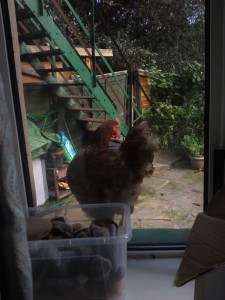 Chicken at my office window