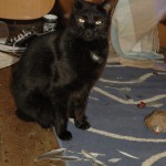 Cat murders 2005