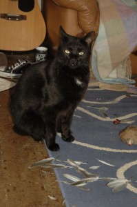 Cat murders 2005