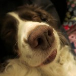 Lily asleeping
