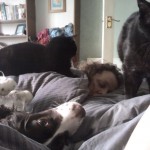 Lily, Carla, Boron and Louisa in bed