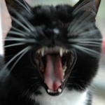 Silli Yawning