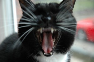 Silli Yawning