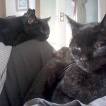 Typical morning cat arrangment