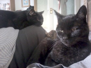 Typical morning cat arrangment