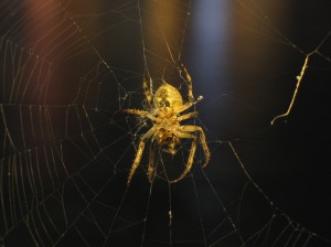 Budapest spider