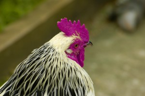 Purple Chicken