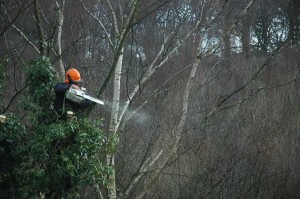 Tree surgeon